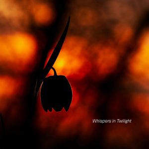 Whispers in Twilight