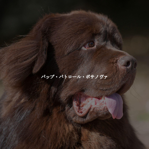 Sunny Son Montuno Trumpet - Vibe for Coffee Energies