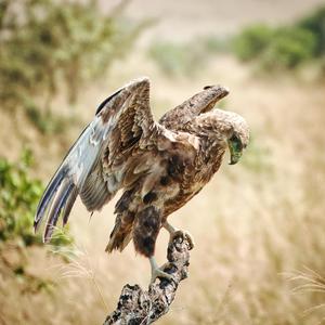 Jumpout! (feat. Flexpanah)