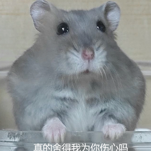 轻轻在耳边回荡