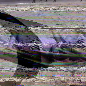 bnshm