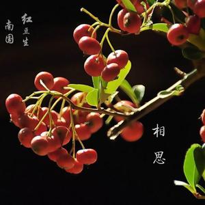 相思