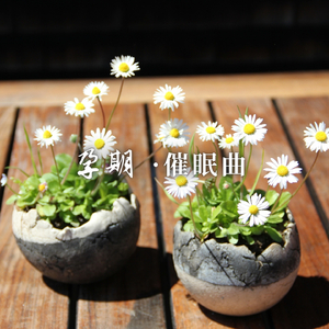 孕期催眠曲 (温馨音乐)