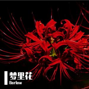 张韶涵-梦里花（Barlow remix）