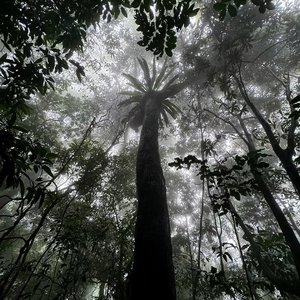 Nida（翻自 卡卡队）