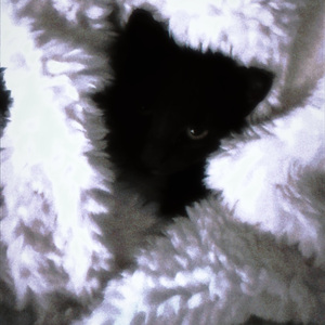 CUCKOOS CRY-MY SOUL (布谷鸟的哭泣）