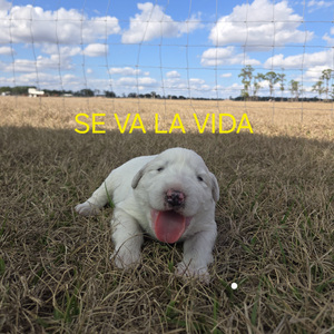 SE VA LA VIDA