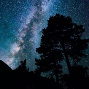 穿过松林的低语