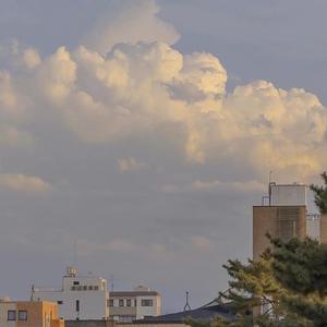 楼顶上的小斑鸠