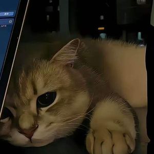 情绪收音机（maomao）