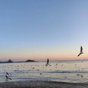 【Free】"海鸥" Sad&save&trap type beat