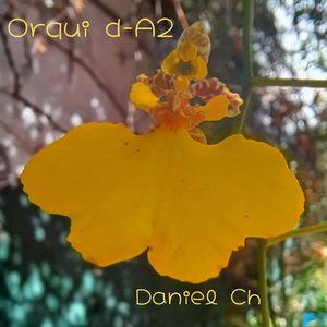 Orqui d-A2