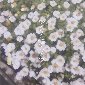 ヒャクニチソウ