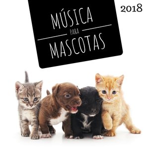 Relajar Gatos Bebés