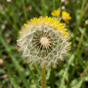 Dandelion