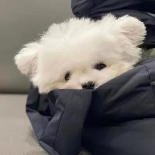 「精选」心动仅止于你