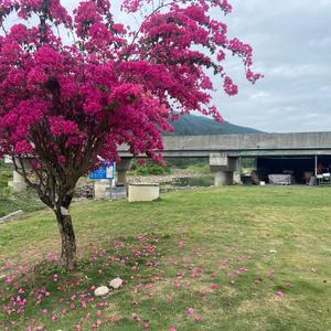 三角梅