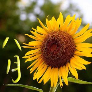 八月你好（八月的第一条祝福我想送给你（背景纯音乐）