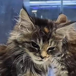 Quantum Love（量子玫瑰）