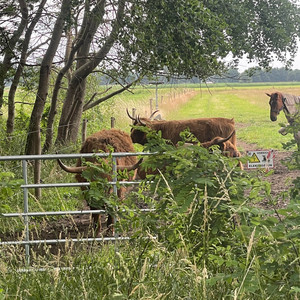 Der Bär in dir