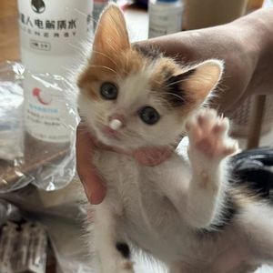 你看我时的眼睛像雨又带雾