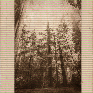 Friend Area: Swamp (Mystery Dungeon: Red/Blue)