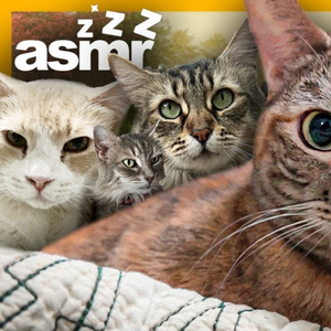 La Elegante Miss Grey Toda Una Diva