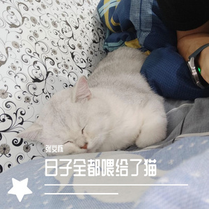 日子全都喂给了猫