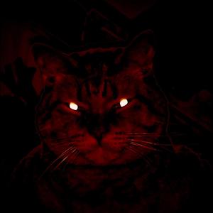 Virus Detection Software