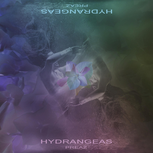 Hydrangeas