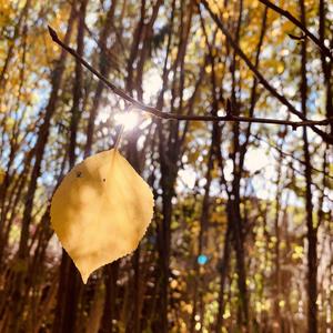 秋叶（Autumn Leaves）