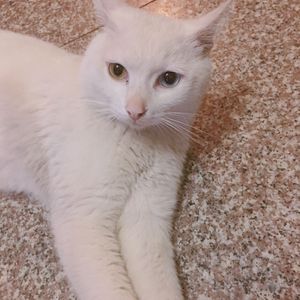 后会无期（Cover 邓紫棋）