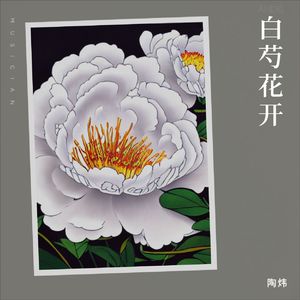 白芍花开