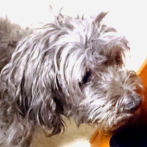 Voices in the Background