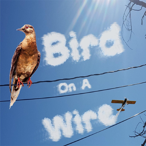Bird on a Wire