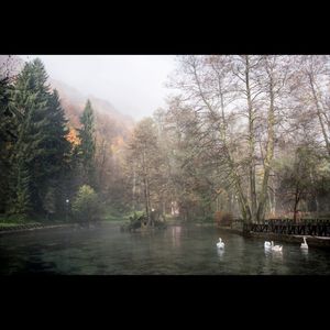 안개숲 (Foggy Forest)