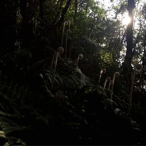 【Free】丛林探险