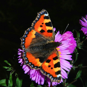 in your way by shiashi