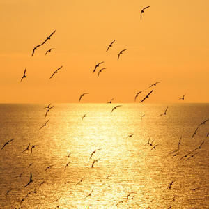 Soul Birds