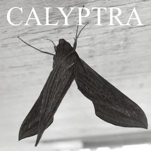 Calyptra