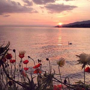 江湖好似一盏茶