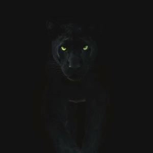 "叢林獵豹" - CLUB BASS type beat