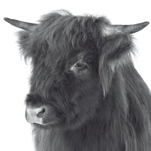 Mochacho & Chicacabra (Mollono.Bass Remix)