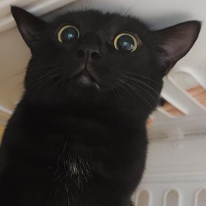 三只猫