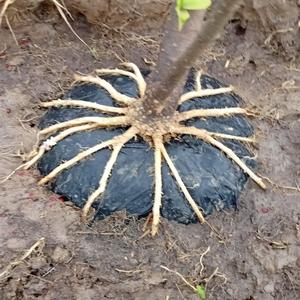 Leftover Umbrella in June