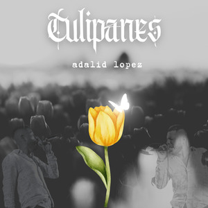 Tulipanes