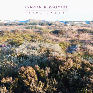 Lyngen blomstrer