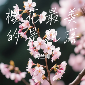 樱花最美的是飘落