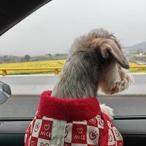 小县城的一人一狗生活