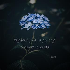 수국이 예쁜 건, 비가 오니까